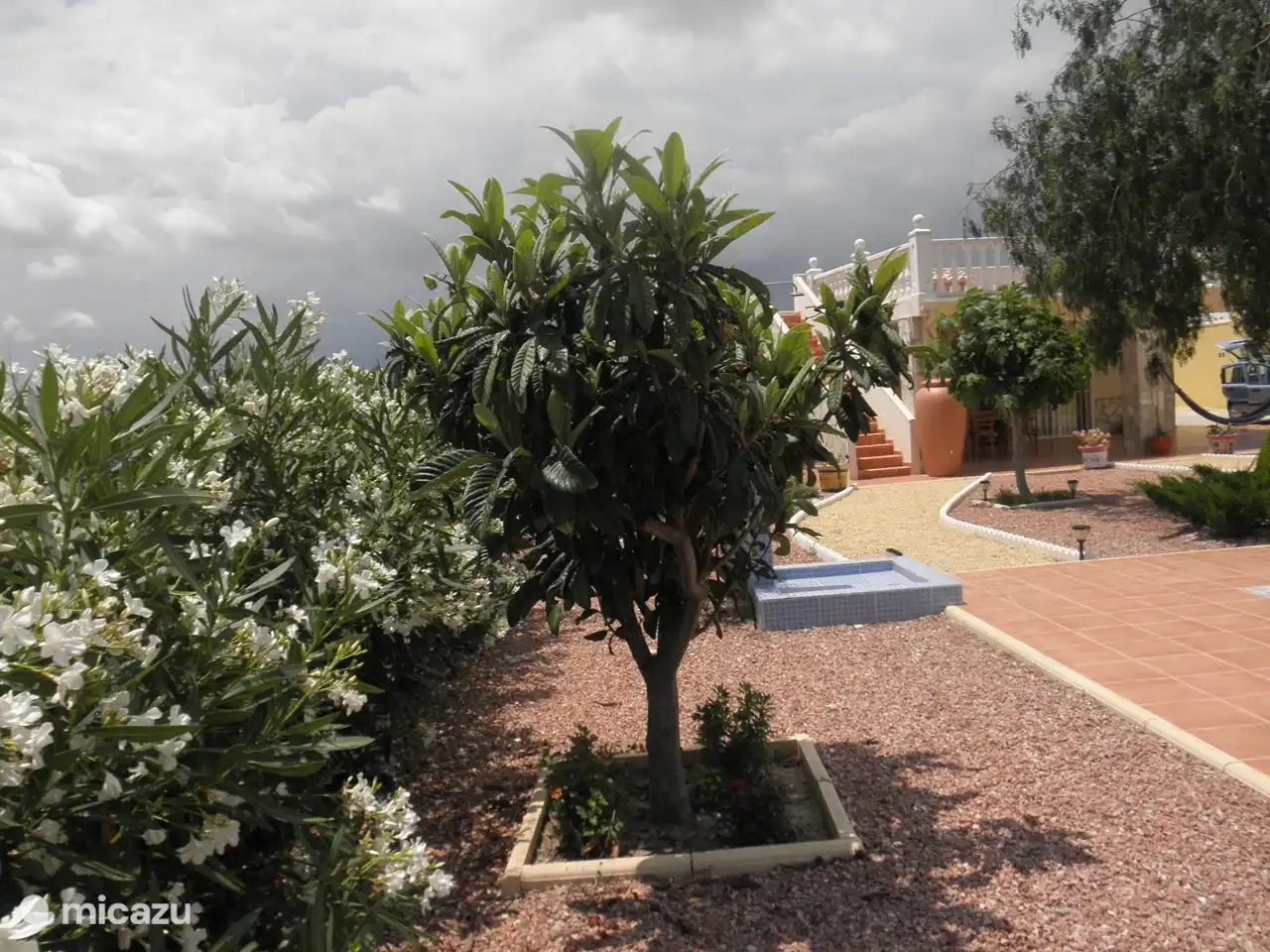 Geurende witte Oleander bij de zijkant van het huis.