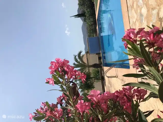 Mooie roze Oleander bij het zwembad. 