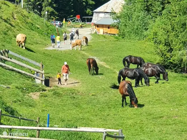 Berghaus Edelhirsch | Autriche, Carinthie, Arnoldstein - chalet L'été, au sommet du Dreilandereck, avec de nombreux sentiers de randonnée