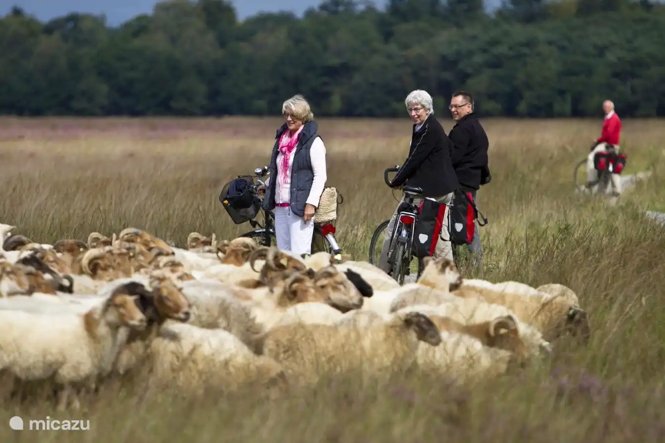 Radfahren oder Wandern über das Dwingelderveld führt manchmal zu überraschenden Begegnungen. Mieten Sie ein Fahrrad im Fahrradtransferium Ruinen.