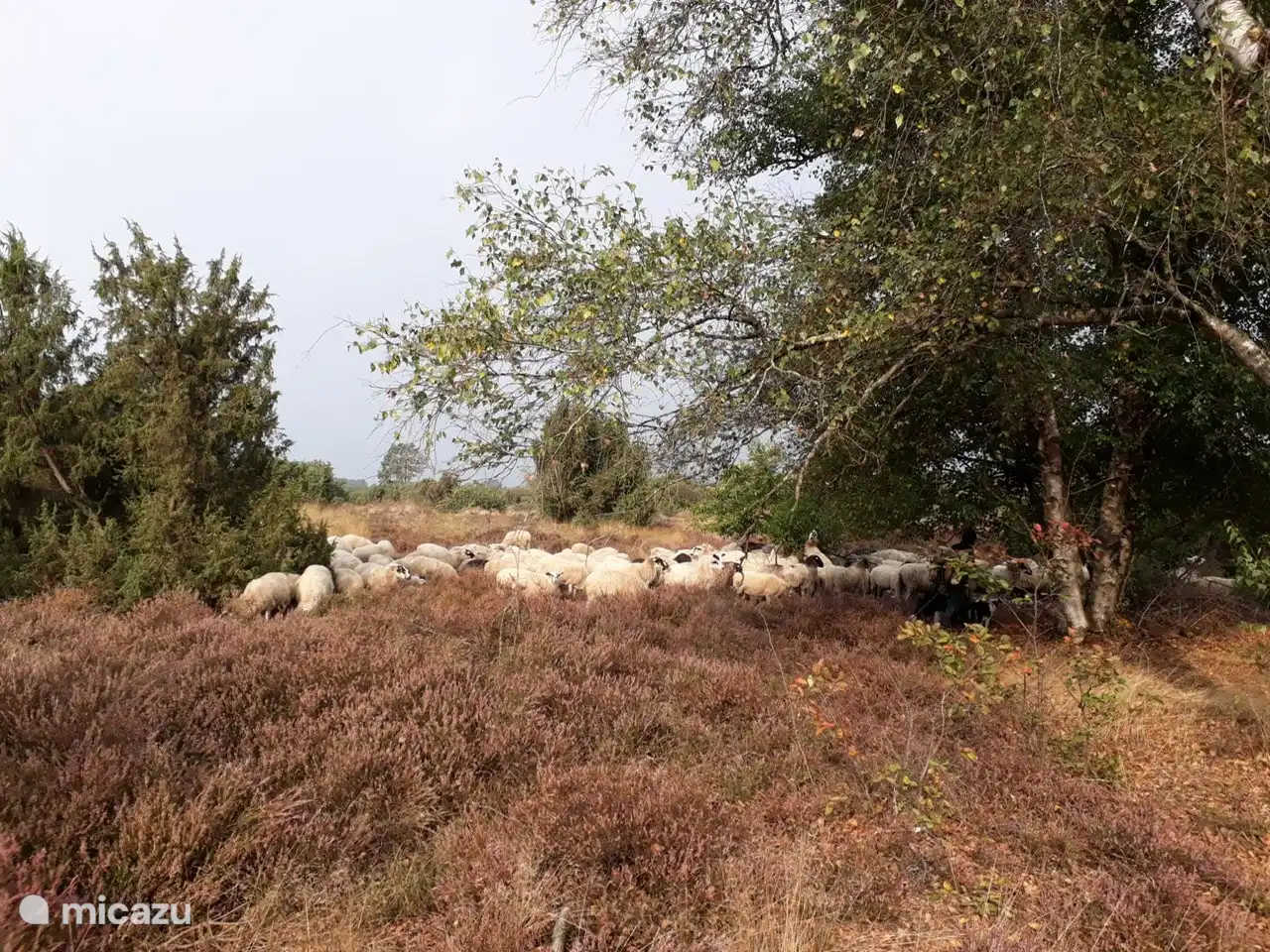 Diese Herde besucht regelmäßig den Lemelerberg, um das Gras für die Heide kurz zu halten.