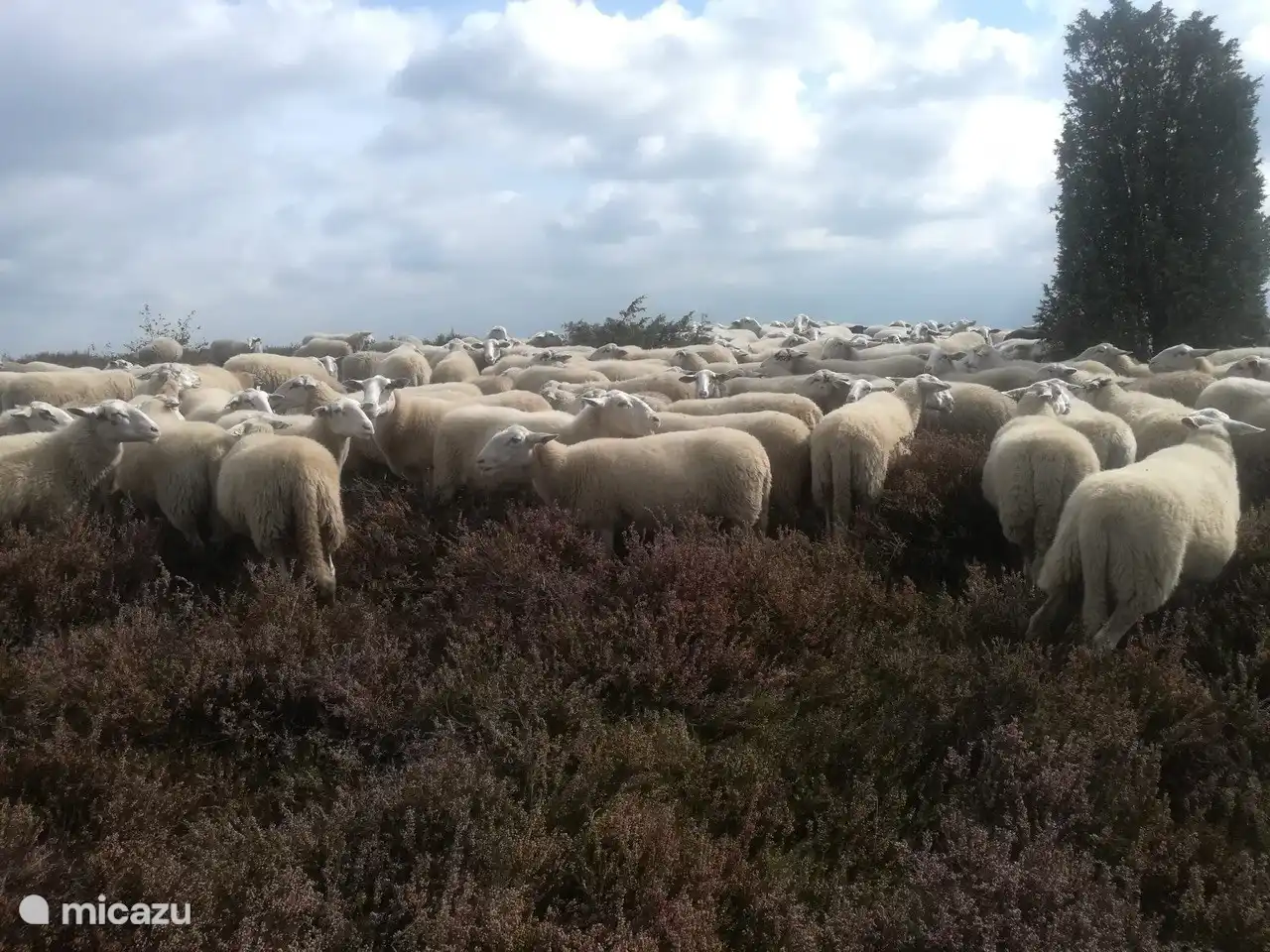Die Schafe laufen regelmäßig auf dem Lemelerberg neben dem Park.