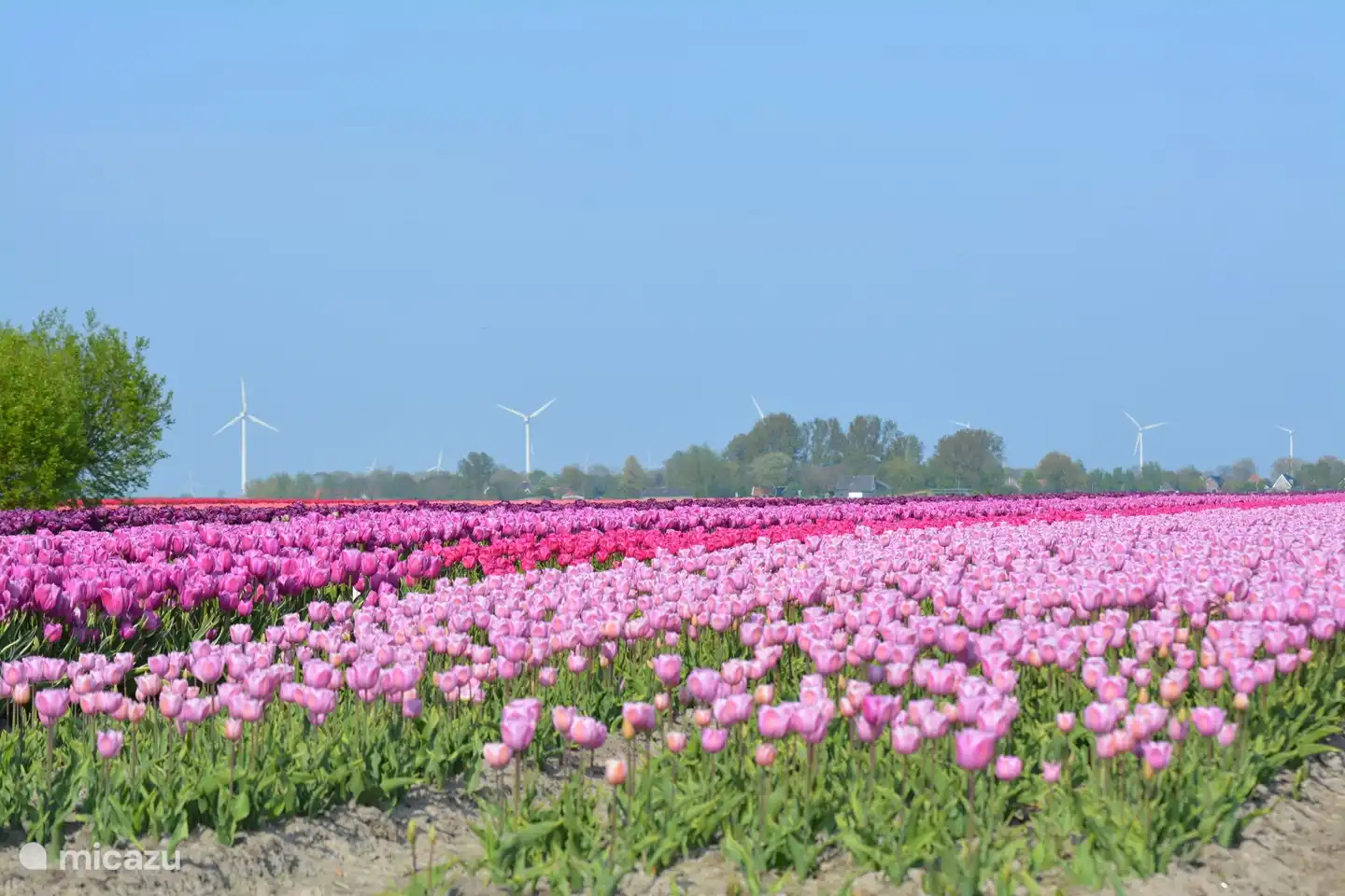 Alle 6 Jahre gibt es auf der Langereis Tulpen in allen Farben