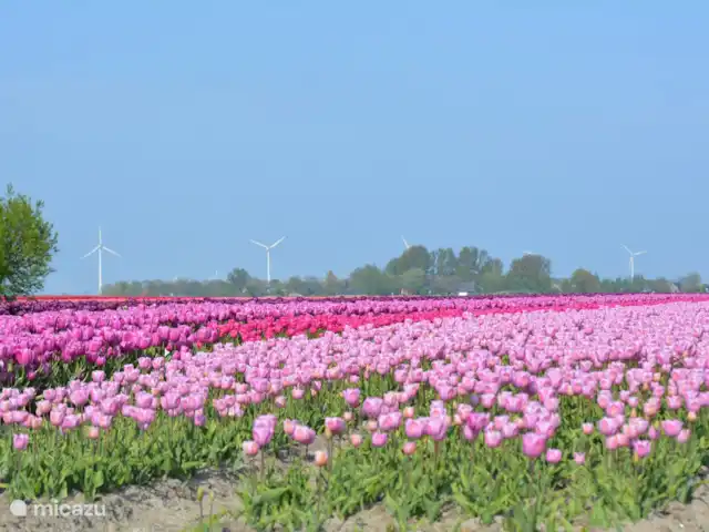 Location de Vacances Pays-Bas, Hollande du Nord, Hoogwoud, maison de vacances - Kloin maar Foin Une fois tous les 6 ans, il y a toutes les différentes couleurs de tulipes sur le Langereis