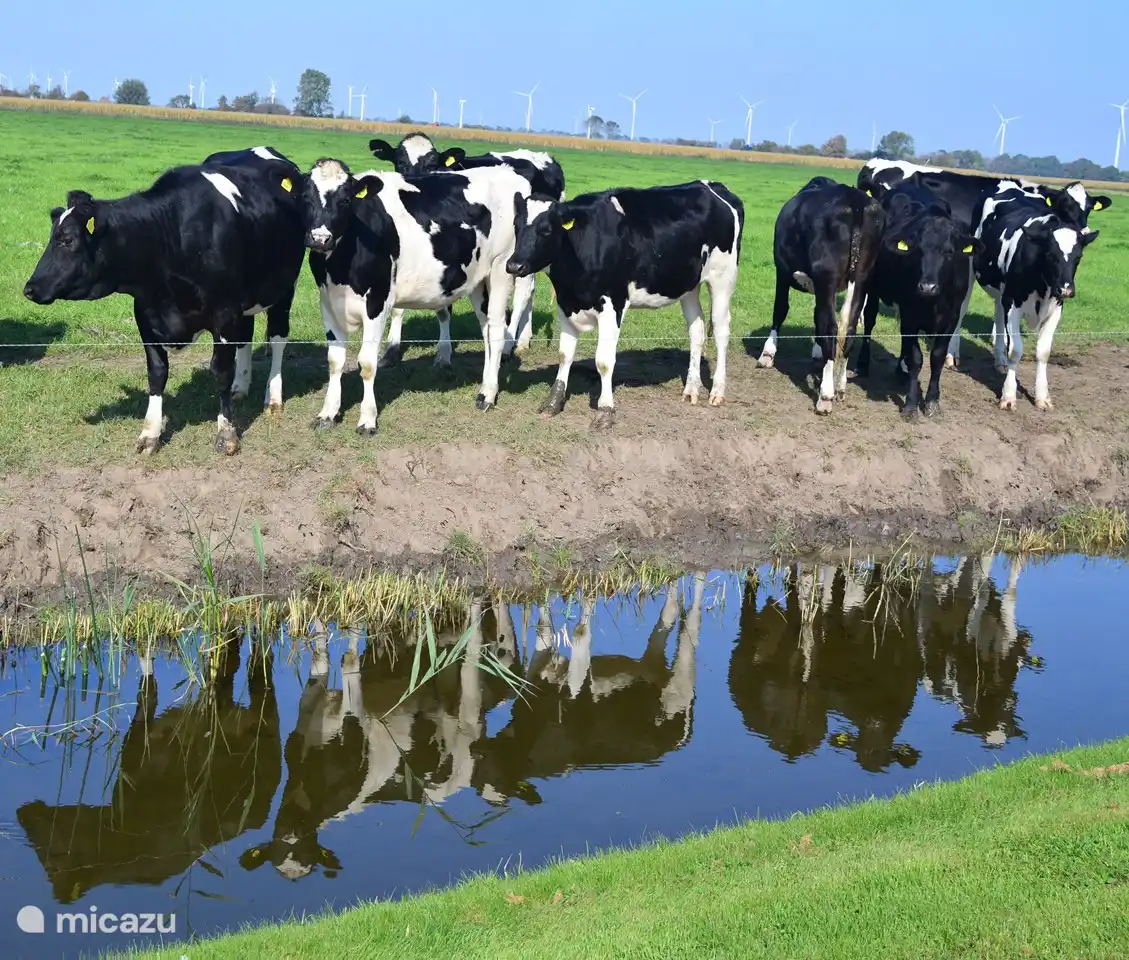 Manchmal auch nette Kühe