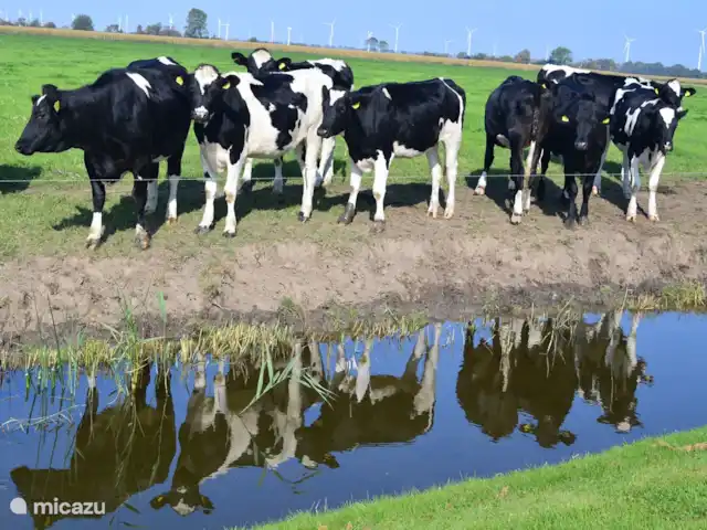 Location de Vacances Pays-Bas, Hollande du Nord, Hoogwoud, maison de vacances - Kloin maar Foin Parfois aussi des vaches douillettes