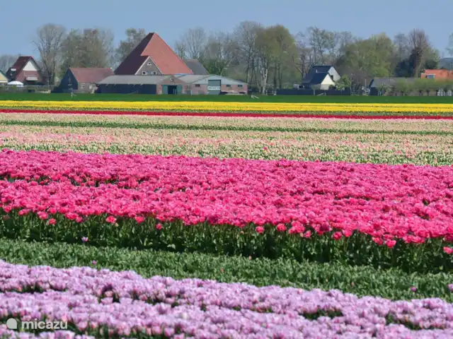 Location de Vacances Pays-Bas, Hollande du Nord, Hoogwoud, maison de vacances - Kloin maar Foin Champ de tulipes sur le Koningspade derrière le Langereis