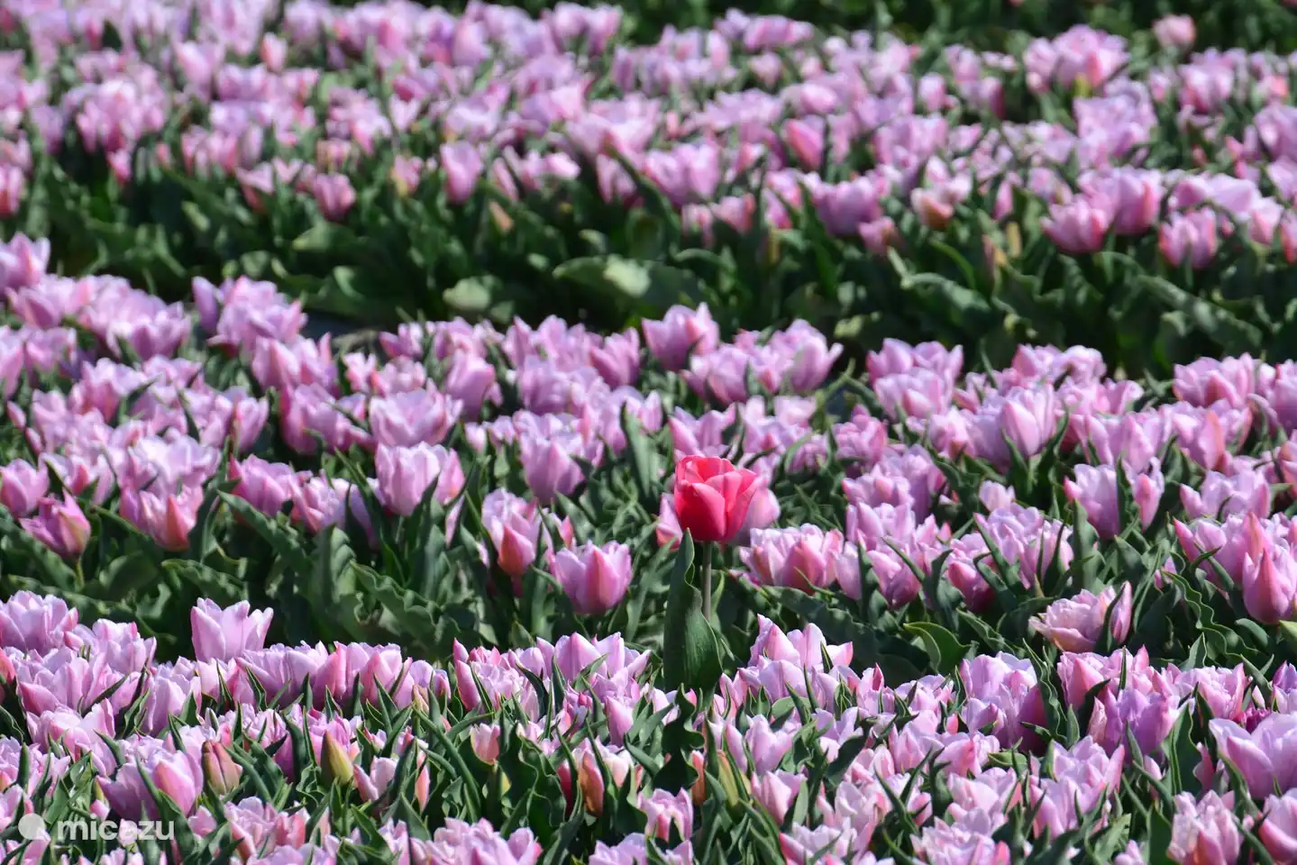 Fremder in unserer Mitte