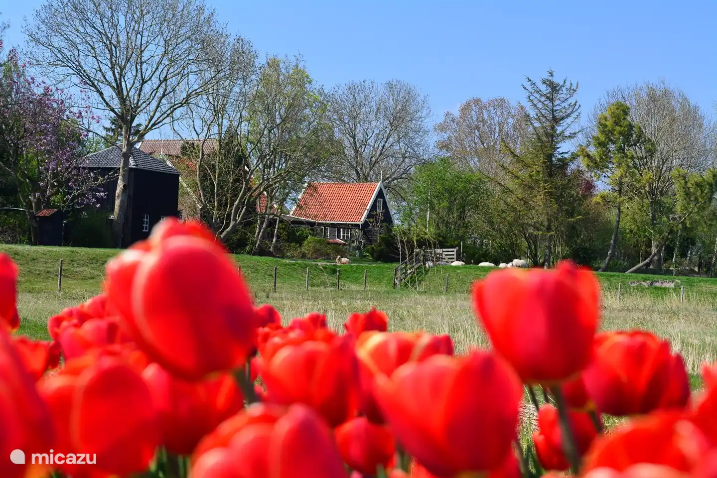 Kloin aber Foin von der Tulpe fiel