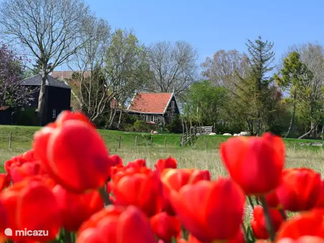 Location de Vacances Pays-Bas, Hollande du Nord, Hoogwoud, maison de vacances - Kloin maar Foin Kloin mais Foin du champ de tulipes