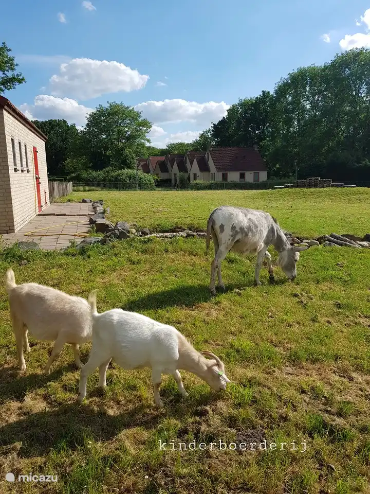 Kinderboerderij