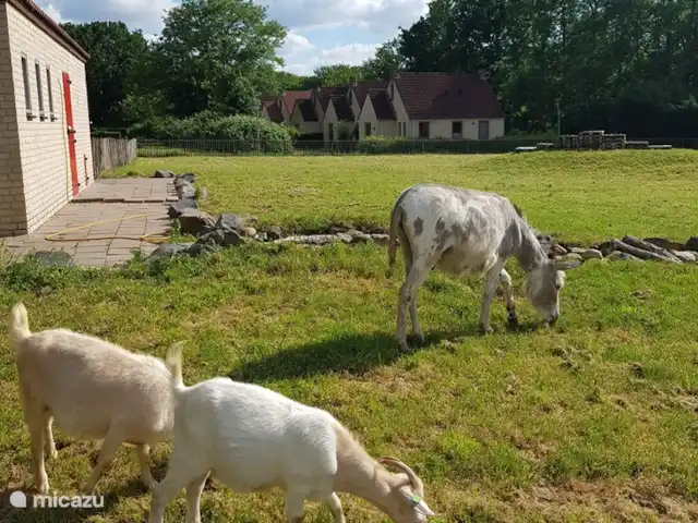 Bungalow forêt 93 | Pays-Bas, Gueldre, Ewijk - bungalow Zoo
