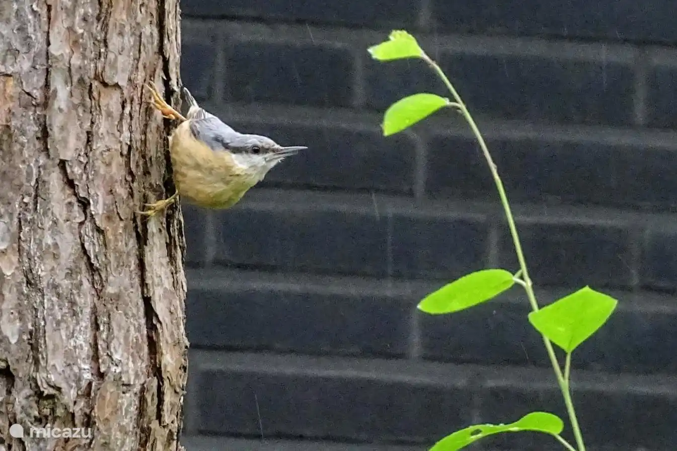 Kleiber
Foto unseres Gastes Gea van der Veen