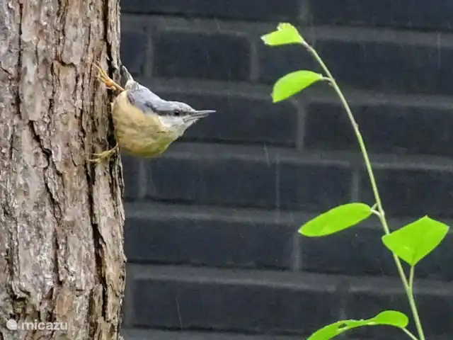 Casa de vacaciones Bos y Henk Achterhoek en Países Bajos, Güeldres, Halle - casa vacacional Nuthatch
Foto de nuestra invitada Gea van der Veen