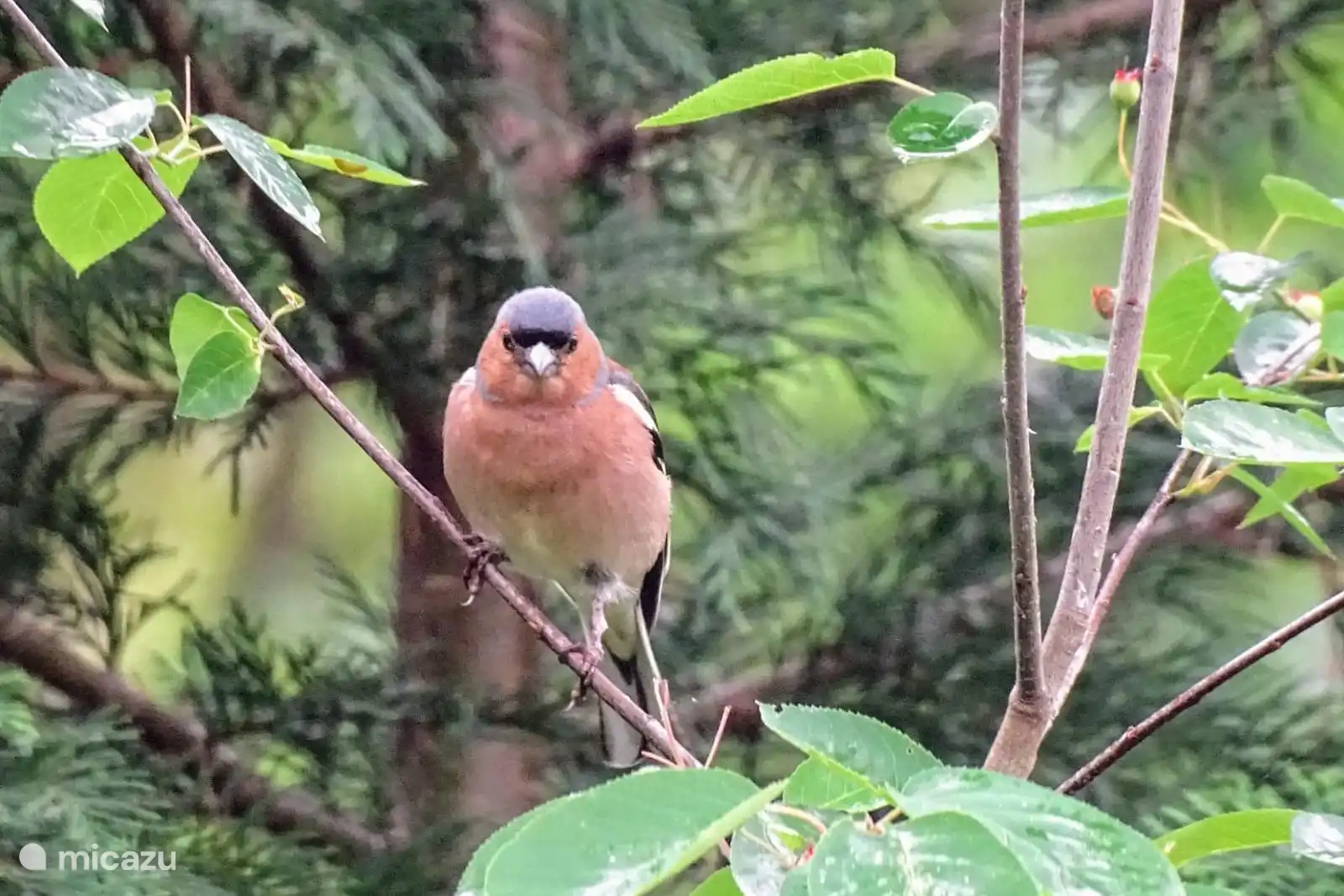Gimpel
Foto von unserem Gast Gea van der Veen