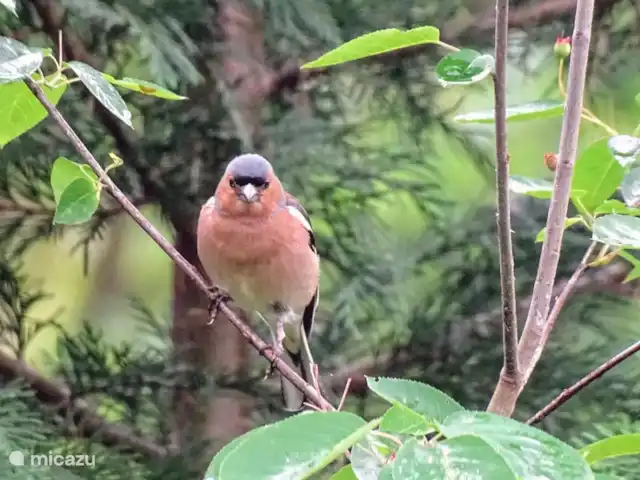 Casa de vacaciones Bos y Henk Achterhoek en Países Bajos, Güeldres, Halle - casa vacacional Camachuelo
Foto tomada por nuestra invitada Gea van der Veen