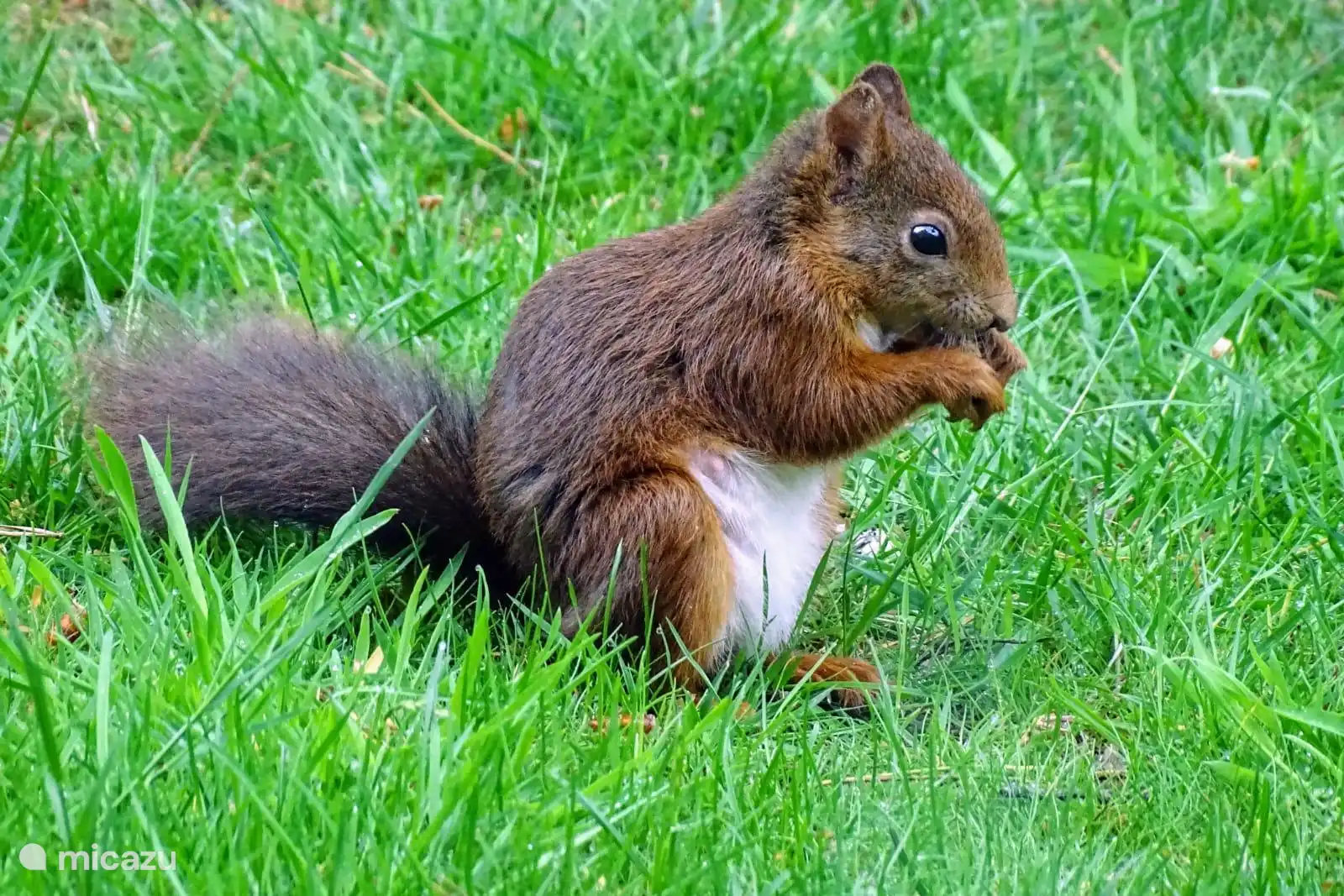 Eichhörnchen
Foto von unserem Gast Gea van der Veen