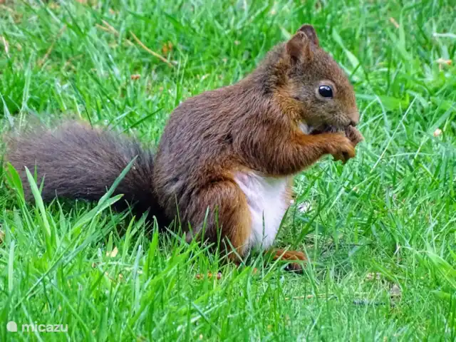 Casa de vacaciones Bos y Henk Achterhoek en Países Bajos, Güeldres, Halle - casa vacacional Ardilla
Foto tomada por nuestra invitada Gea van der Veen