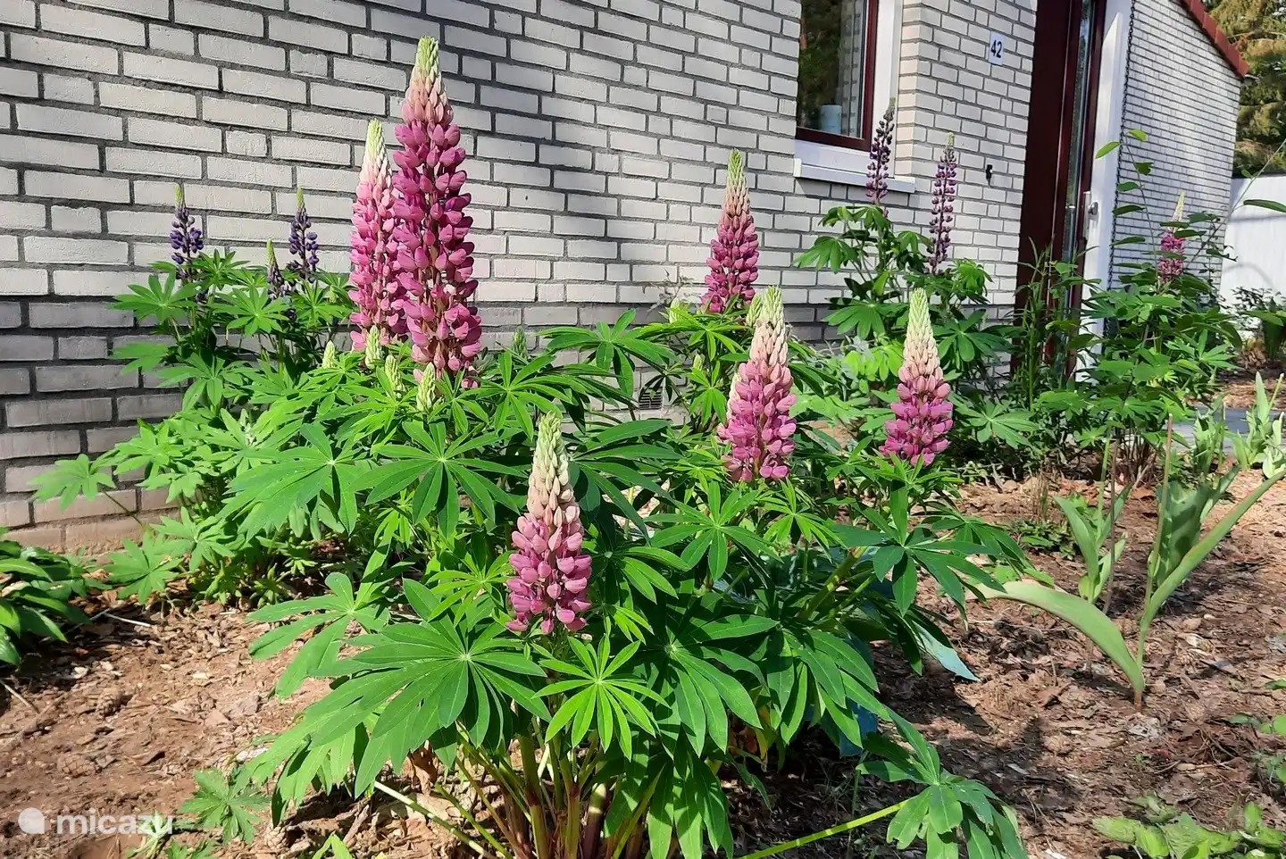 Lassen Sie sich überraschen, was jede Woche in unserem Garten wächst und blüht. Auch die Vögel und Insekten genießen es