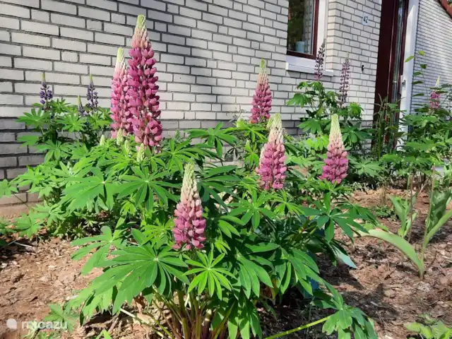 Casa de vacaciones Bos y Henk Achterhoek en Países Bajos, Güeldres, Halle - casa vacacional Sorpréndete con lo que crece y florece en nuestro jardín cada semana. Los pájaros y los insectos también lo disfrutan.