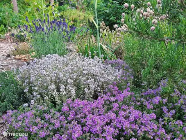 Casa de vacaciones Bos y Henk Achterhoek en Países Bajos, Güeldres, Halle - casa vacacional Nuestro jardín de hierbas en flor es un festín para los insectos. Pero también esperamos que nuestros invitados lo disfruten. Hay una variedad de hierbas, que incluyen cebollino, salvia, tomillo, romero, laurel, hinojo, maggi, menta, estragón, hierbaluisa, ajo cebollino y orégano. De uso gratuito.