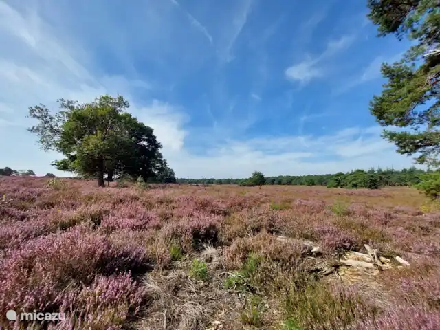 Chalet sur le Veluwemeer | Pays-Bas, Gueldre, Hulshorst (lac Veluwe) - chalet A 5 minutes, vous êtes au milieu des belles plaines de bruyère de la Veluwe.