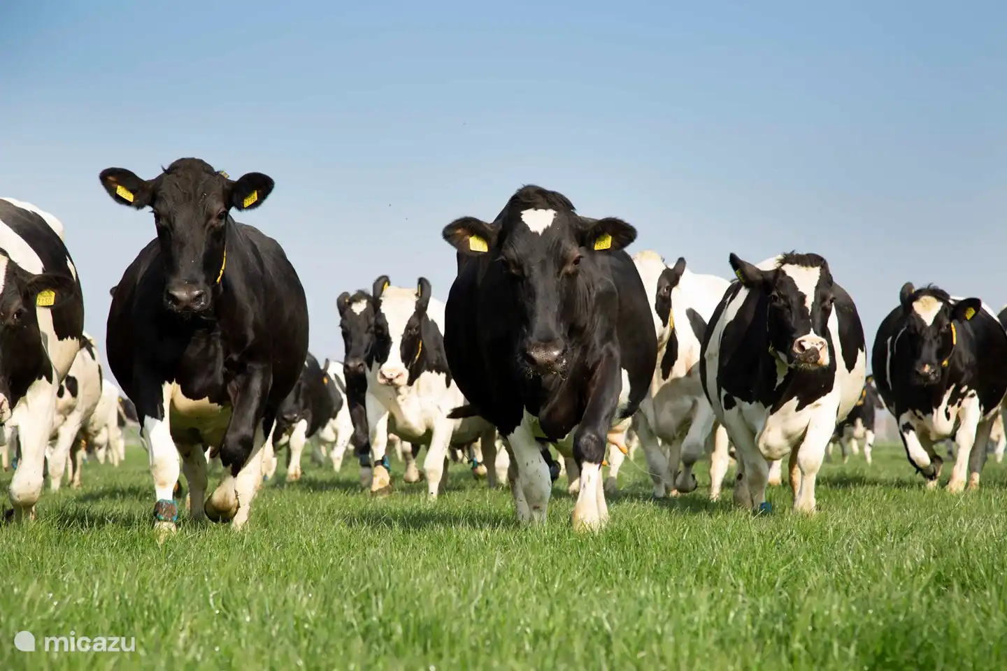 The cows graze in the meadow in the summer