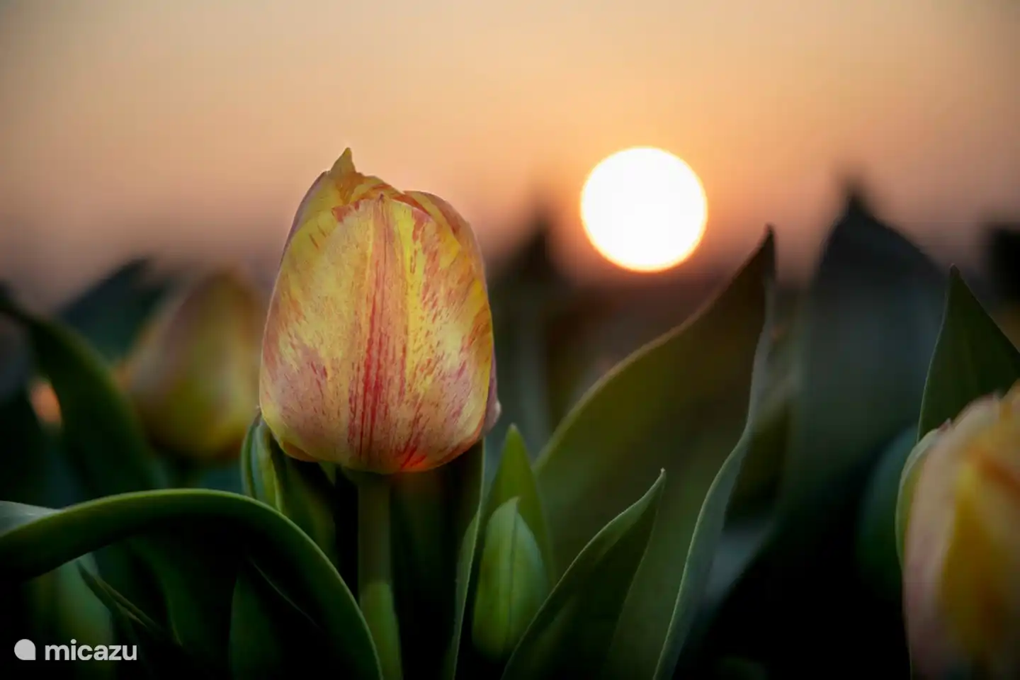 Beautiful bulb areas to view