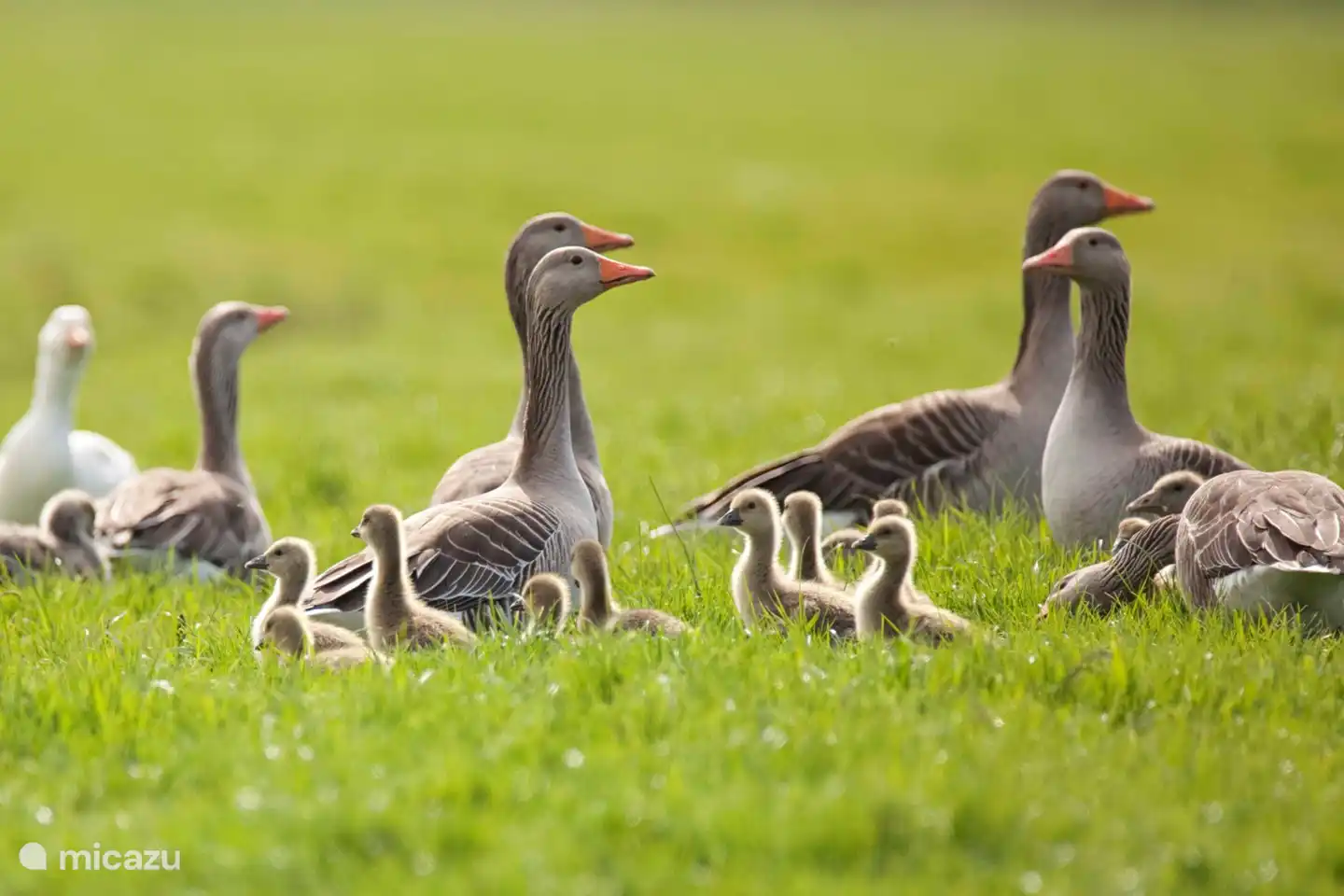 Beautiful nature, with many animals