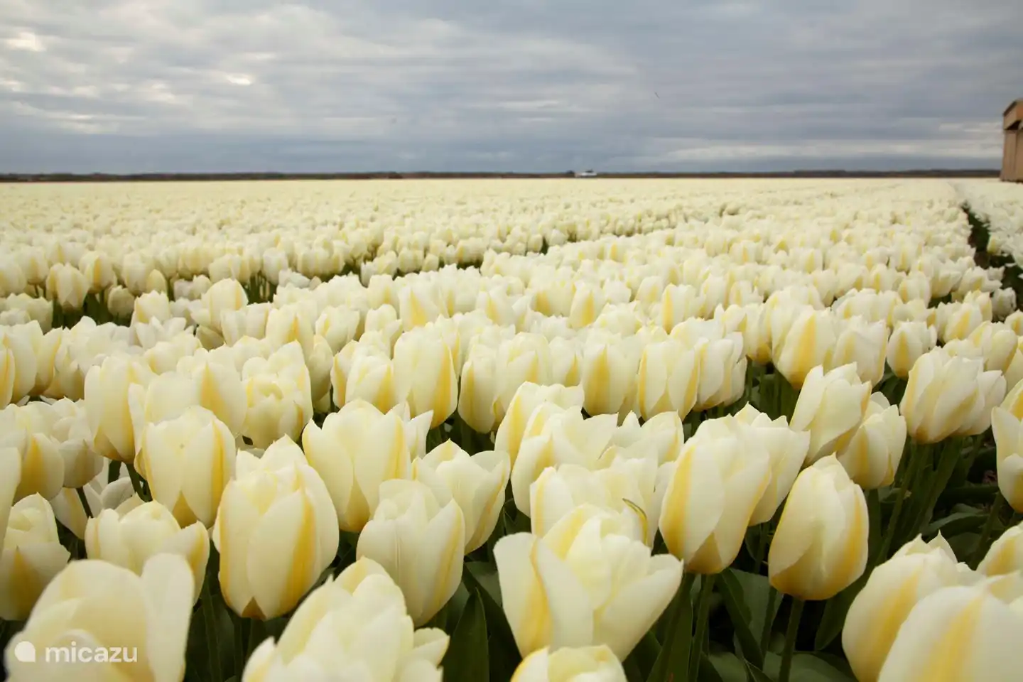 Beautiful bulb fields in April and May