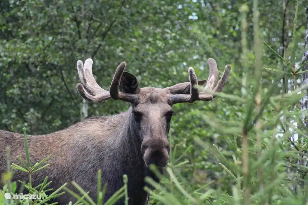 moose photographed by a tenant in the forest around Nylyckan