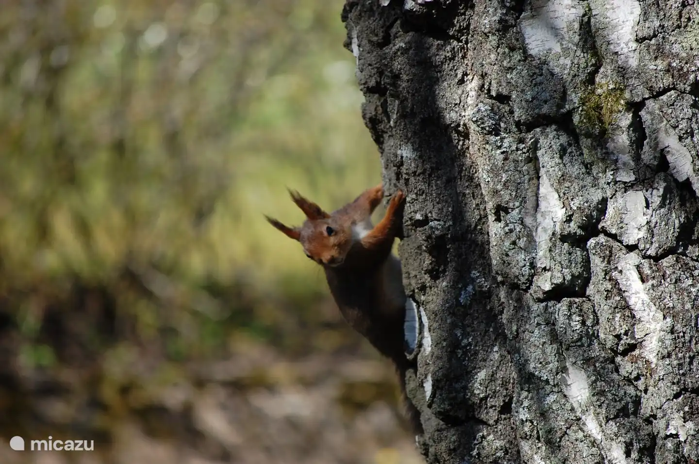 squirrels on Nylyckan