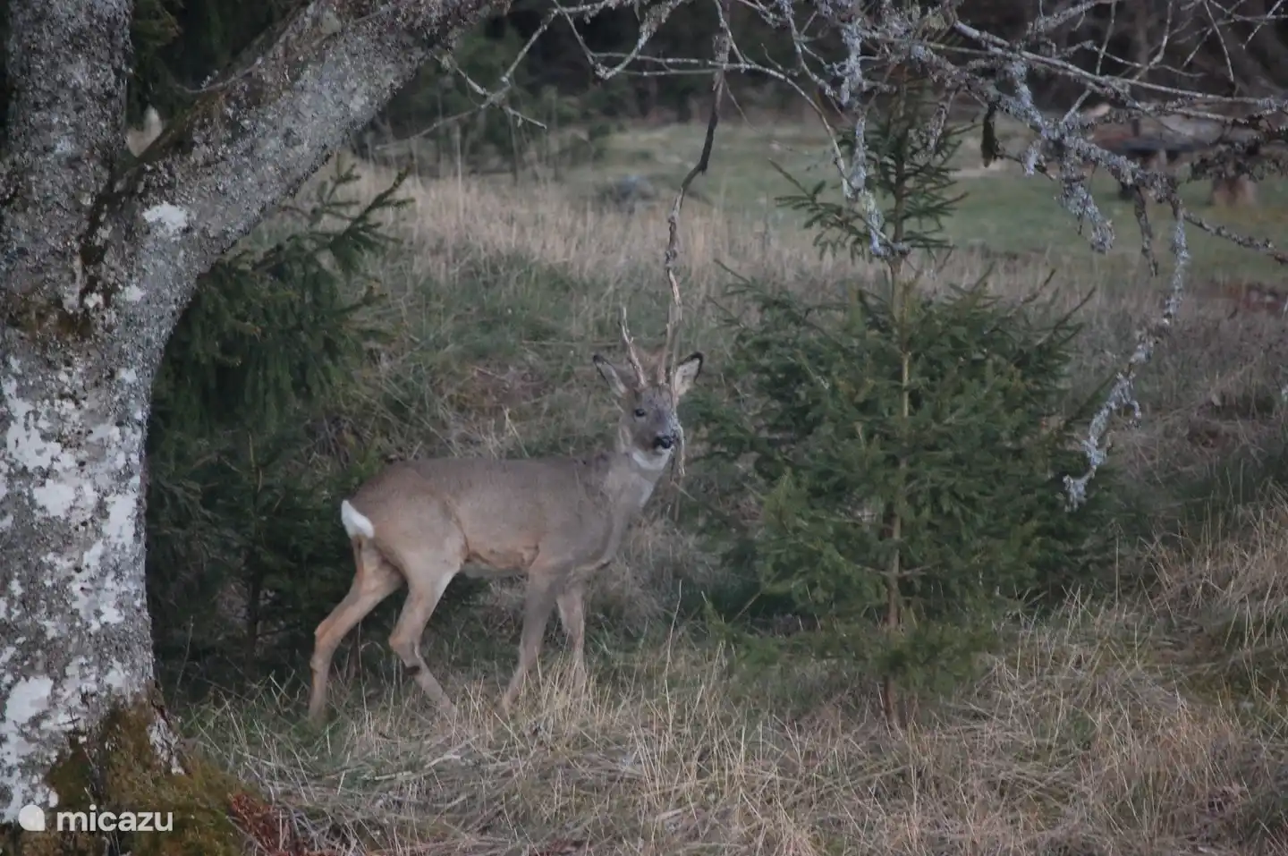 deer just walk across the terrain with us