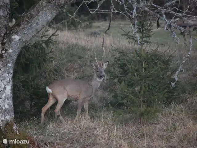 Latitude | Suède, Västergötland, Torestorp - cabane en bois / lodge les cerfs traversent la propriété avec nous