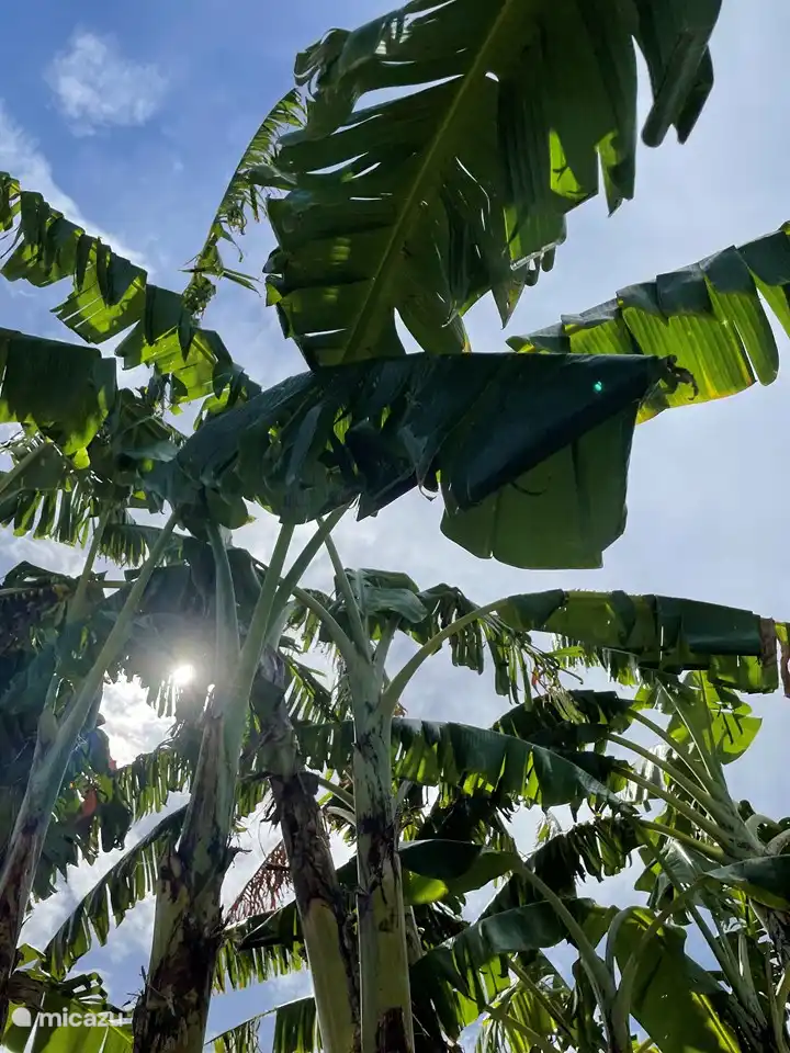 Banana trees next to the pool