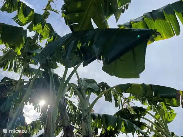 Villa confortable avec piscine privée | Curaçao, Banda Ariba (est), Seru Bottelier - villa Bananiers à côté de la piscine.