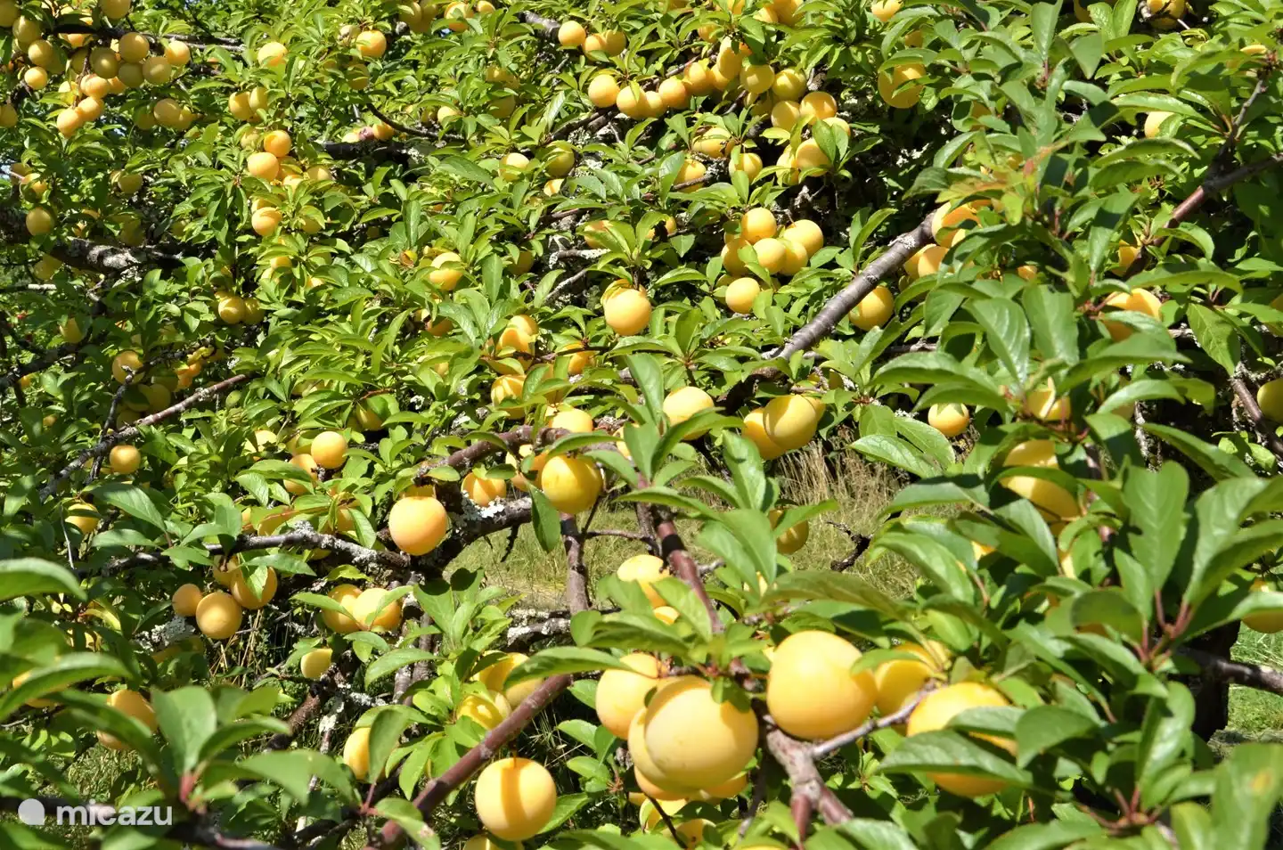 Frische Pflaumen im Garten
