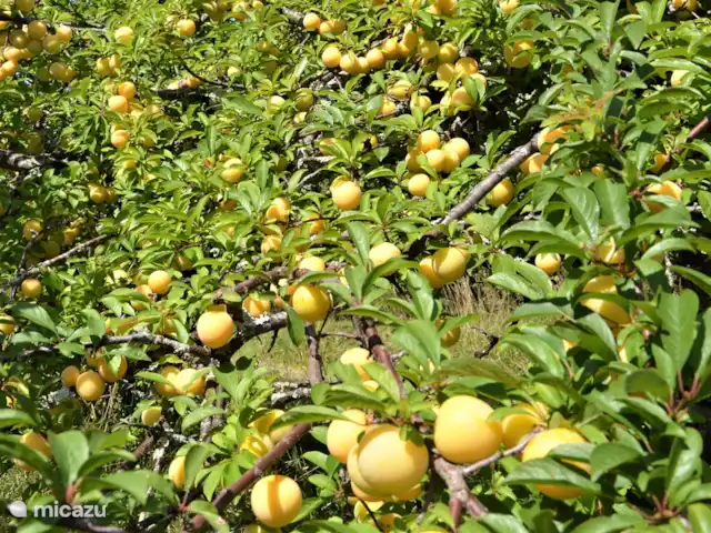 Peymassou | France, Dordogne, Port-Sainte-Foy-et-Ponchapt - villa Prunes fraîches dans le jardin