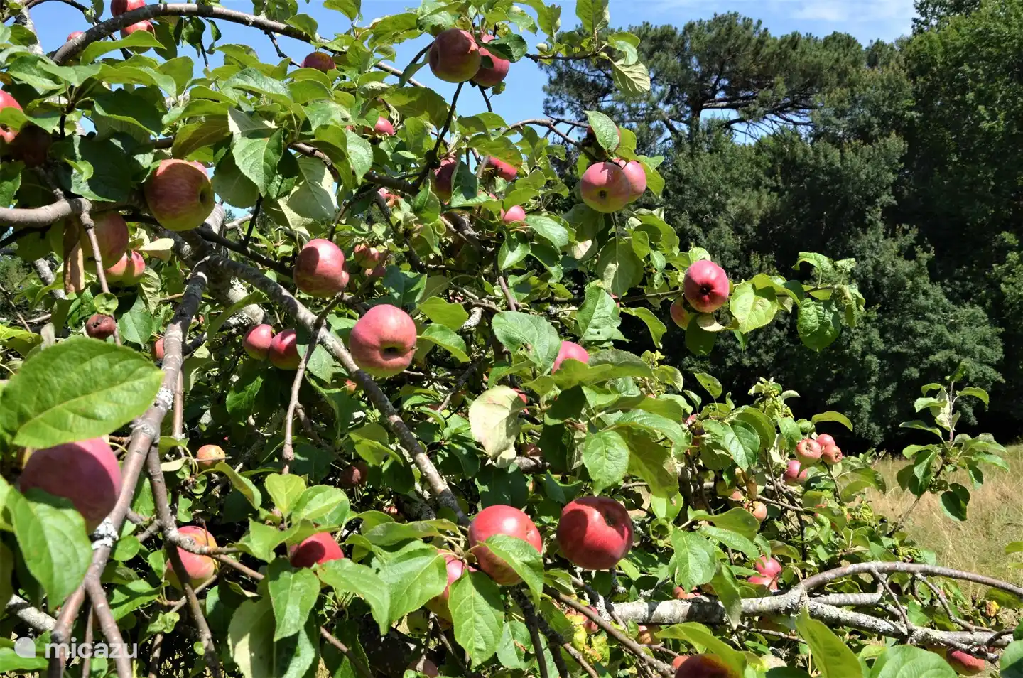 Äpfel aus dem Garten
