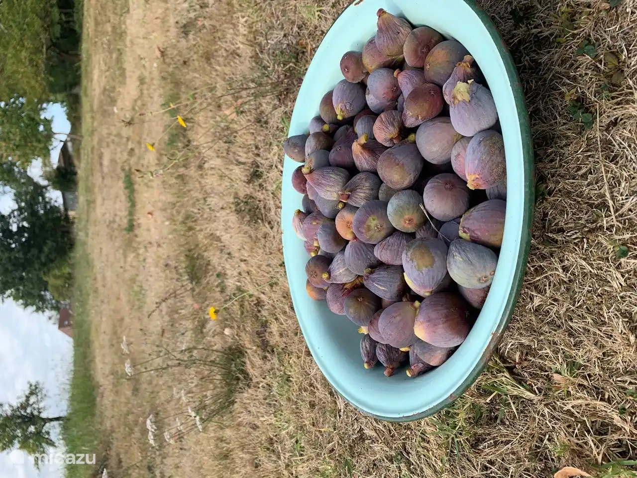 Feigen aus dem eigenen Garten