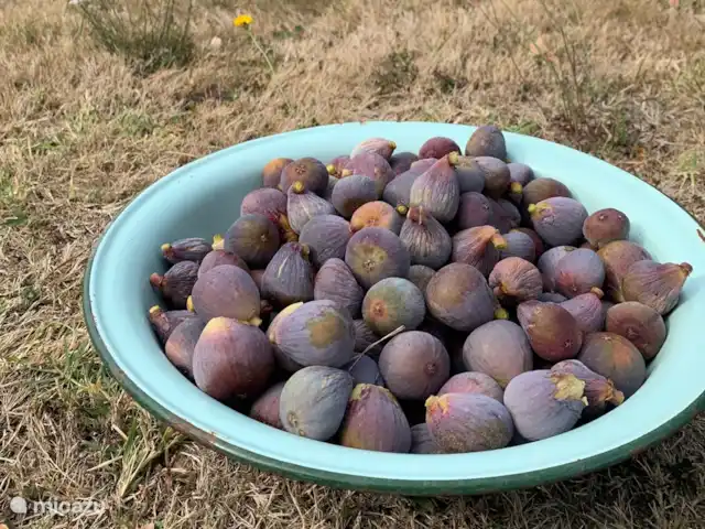 Peymassou | France, Dordogne, Port-Sainte-Foy-et-Ponchapt - villa Figues de votre propre jardin