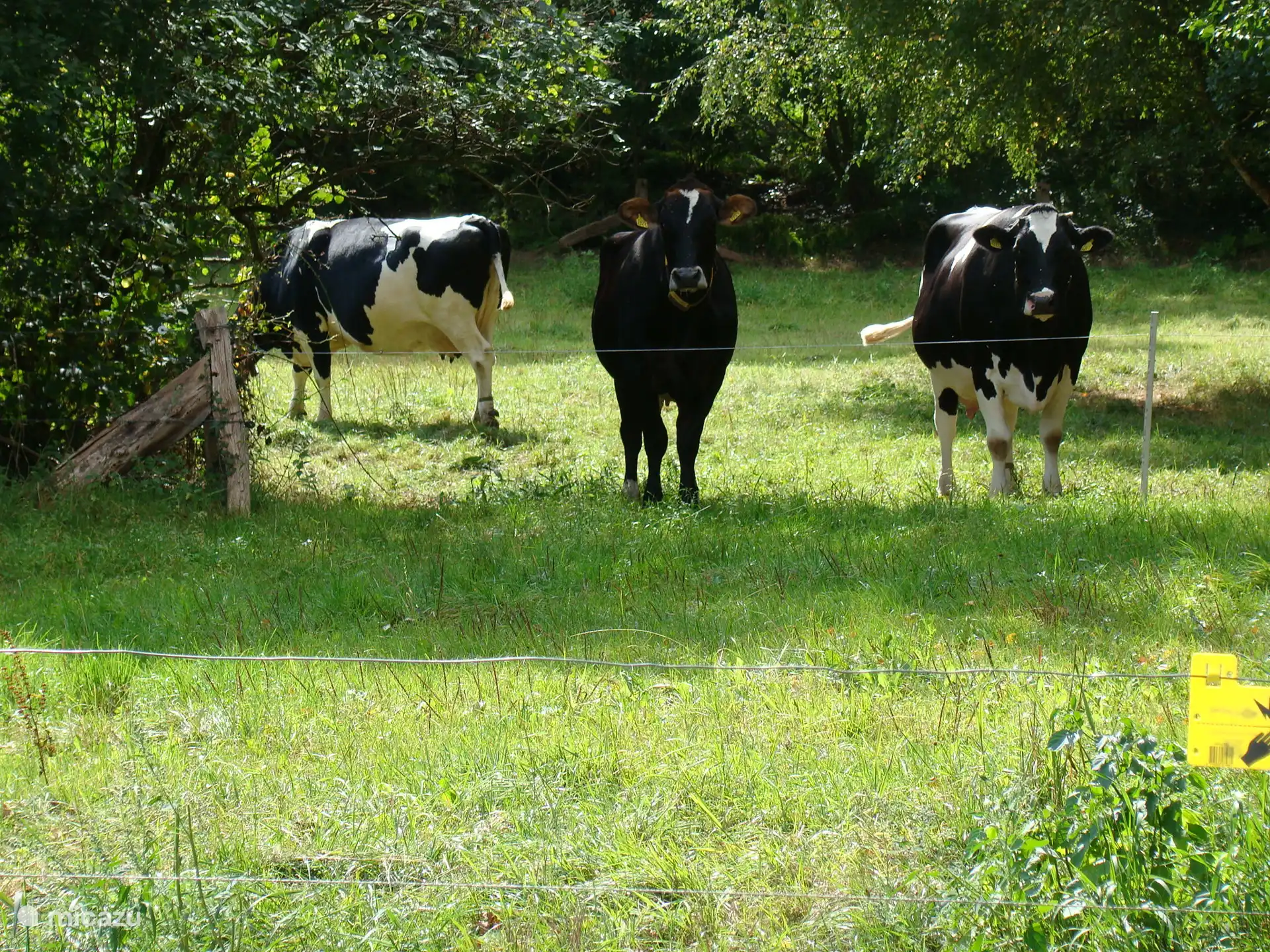 Sometimes the cows come to look curiously