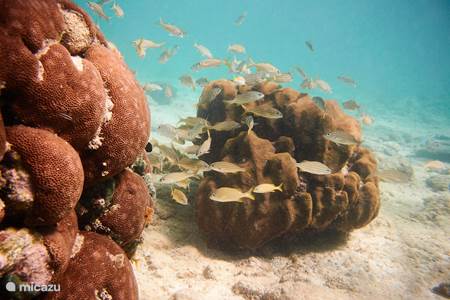 Arubaanse koralen.