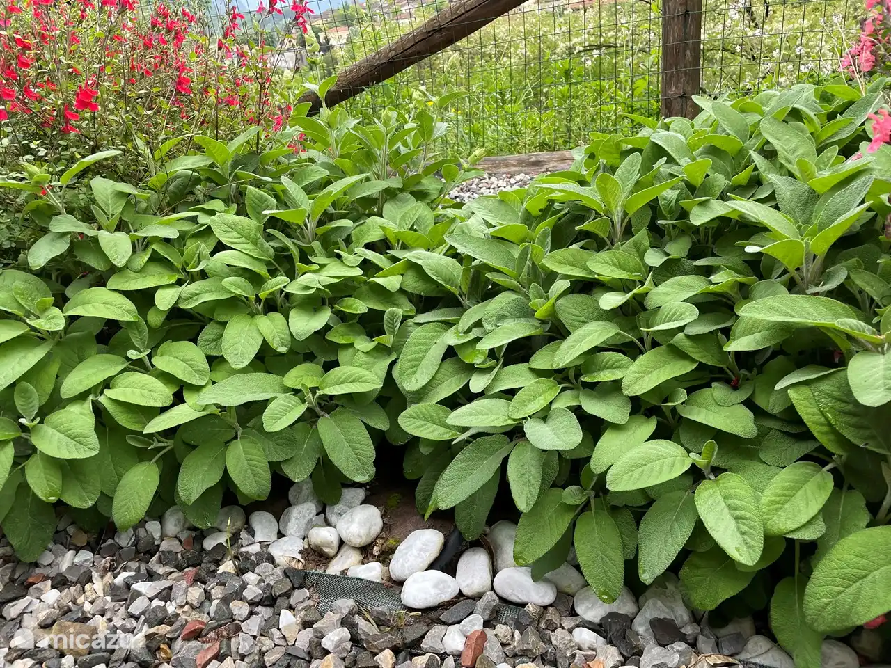 Salbei, viel Salbei! Für Pasta und auf dem Grill. Wir haben auch Minze und Thymian. Und Rosmarin am Pool.