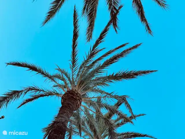 Lujo 4/6 pers. Ap/Puerto Alto en España, Costa del Sol, Estepona - apartamento Soñar en la playa