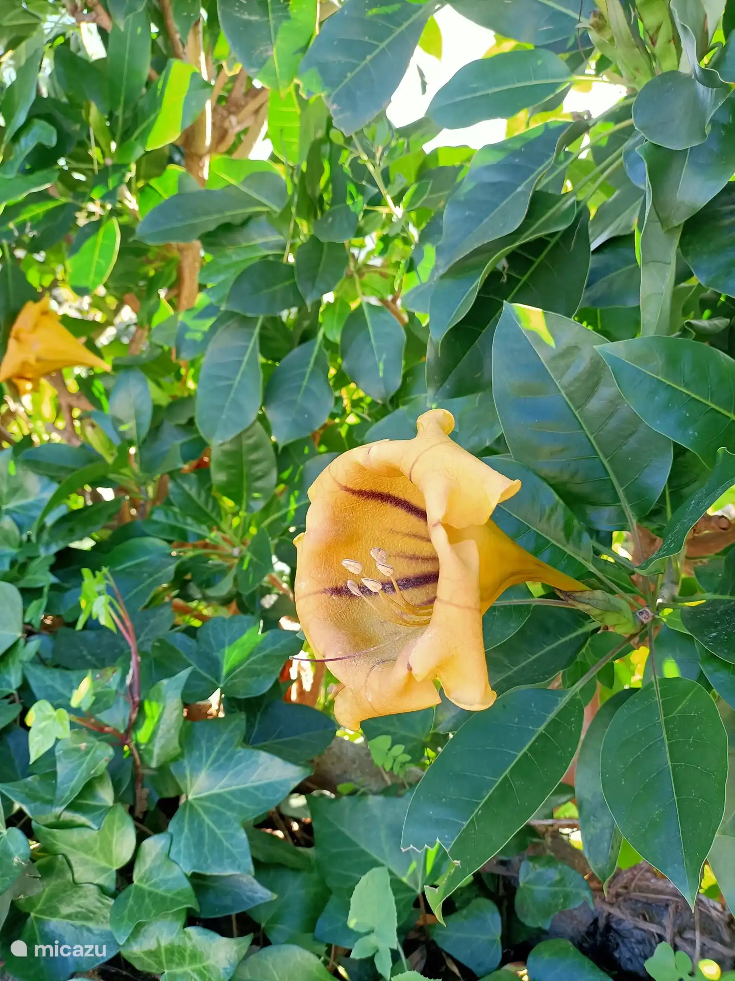 The garden, with beautiful flowers