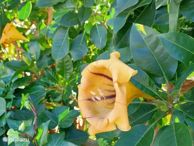 El Azahar huren in Spanje, Costa Blanca, Jávea - villa De tuin, met prachtige bloemen
