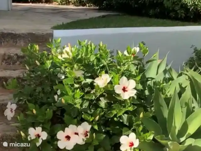 El Azahar huren in Spanje, Costa Blanca, Jávea - villa  onderdeel van de tuin