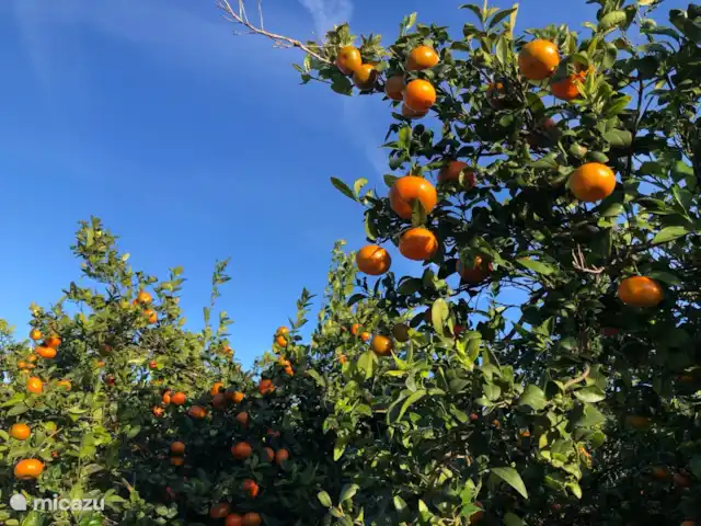El Azahar huren in Spanje, Costa Blanca, Jávea - villa Sinaasappelbomen in de tuin