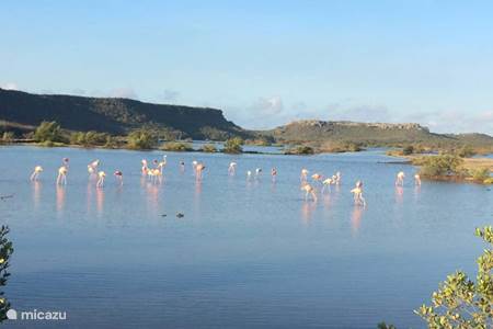Flamingo park/spot